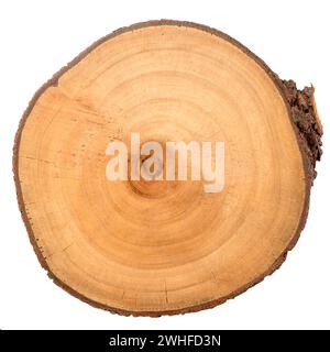 Tranche de bûche de bois Banque D'Images