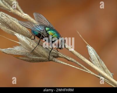 Belle mouche verte commune, Lucilia sericata, perchée sur un morceau d'herbe séchée Banque D'Images