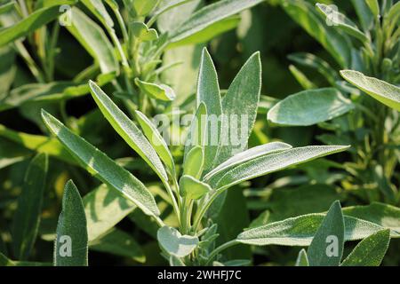 Le Sage plante poussant dans le jardin des herbes Banque D'Images