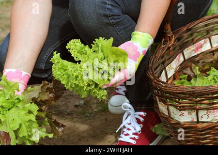 Femme cueillant la laitue fraîche de son jardin .laitue mis dans un panier Banque D'Images