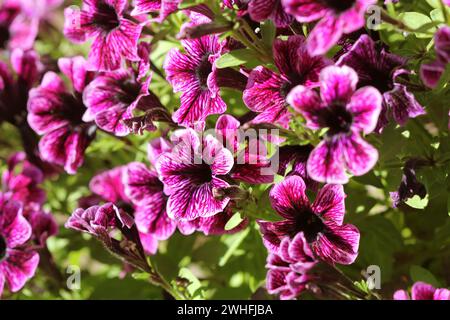 Pétunia violet fleurs du jardin au printemps. Profondeur de champ Banque D'Images