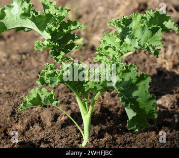 Les jeunes de plus en plus chou dans le potager Banque D'Images