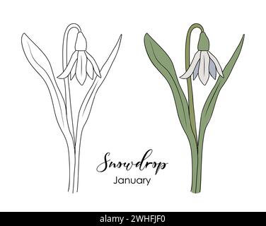 Snowdrop janvier mois de naissance dessin de vecteur de fleur Illustration de Vecteur