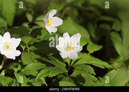 Printemps fleurs sauvages - l'anémone des bois Anemone nemorosa , windflower, Banque D'Images