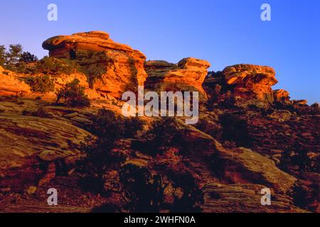 La dernière lumière directe du soleil de la journée crie de couleurs vives sur les rochers de pierre angulaire du parc national de Canyonlands dans l'Utah. (ÉTATS-UNIS) Banque D'Images