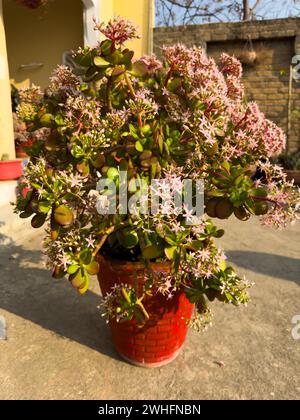 Crassula ovata plante chanceuse pleine de fleurs Banque D'Images