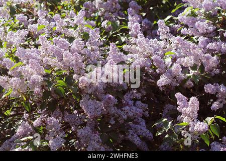 Branche de rose lilas dans un jardin, parc. Belle floraison de fleurs lilas au printemps. Concept de printemps Banque D'Images