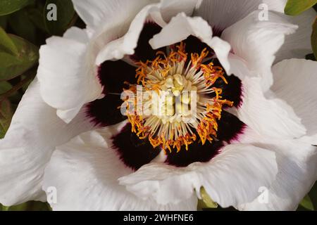 Pivoine d'arbre blanche en fleurs. Grande pivoine blanche au printemps Banque D'Images