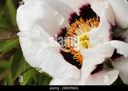 Pivoine d'arbre blanche en fleurs. Grande pivoine blanche au printemps Banque D'Images