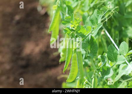 Les gousses de pois vert sur champ agricole. Arrière-plan de jardinage de plantes vertes Banque D'Images