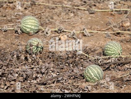 Fruits de pomme amère / colocynthe (Citrullus colocynthis) Banque D'Images