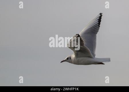 mouette volant dans le ciel clair Banque D'Images