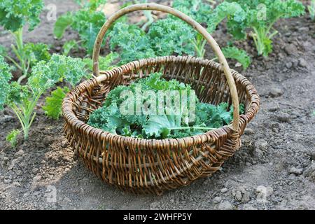 Jeune kale poussant dans le potager. Jardinier ramassant les feuilles dans le panier Banque D'Images