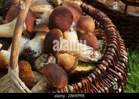 Panier plein de cèpes frais en forêt. Vue d'en haut Banque D'Images