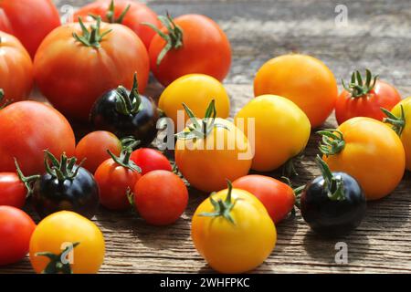 Heirloom variété tomates sur table rustique. Tomate de couleur - rouge, jaune, noir, orange. Conception de cuisine Légumes Récolte Banque D'Images