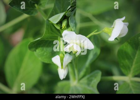 Plante de pois vert avec fleur blanche dans un jardin Banque D'Images