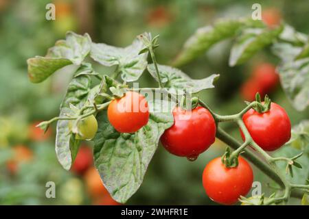 Cerise mûre les tomates biologiques en jardin prêt pour la récolte Banque D'Images