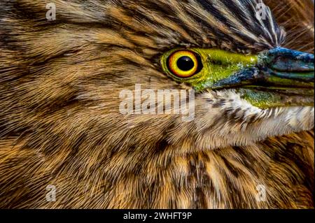 Gros plan du héron indien de l'étang dans l'habitat Banque D'Images