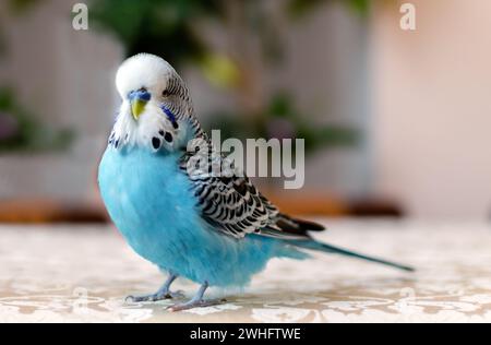 Budgerigar, petit mâle parlant de couleur bleue, animal de compagnie ludique mignon Banque D'Images