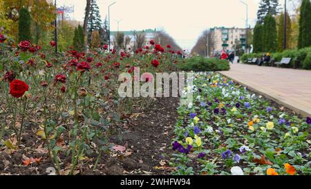 Beau lit de fleurs dans un parc public de la ville avec des roses rouges et des pansies multicolores avec des gens qui marchent défocalisés en arrière-plan Banque D'Images