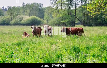 Vaches sur la prairie verte dans la lumière du soleil du matin Banque D'Images