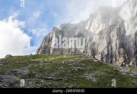 Moutons qui paissent sur les prairies alpines en haute montagne Banque D'Images