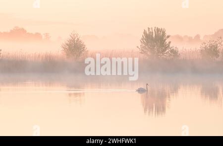 Cygne sur le lac pendant le lever de soleil brumeux Banque D'Images