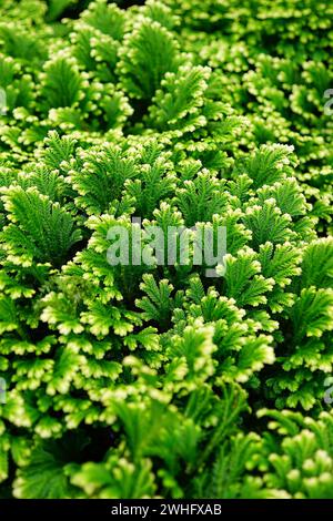 Gros plan vertical naturel sur les feuilles vertes fraîches de mousse épi variée ou Martenss, Selaginella martensii Banque D'Images