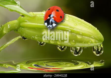 Coccinelles sur bourgeon avec des gouttes Banque D'Images