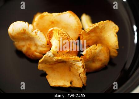 Pfifferlinge, champignons Chanterelle sur une table Banque D'Images