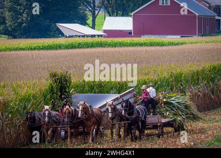 Vue des Amish récoltant du maïs en utilisant six chevaux et trois hommes comme il a été fait il y a des années Banque D'Images