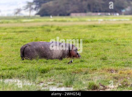 Hippo dans le parc national d'Amboseli, Kenya, Afrique Banque D'Images