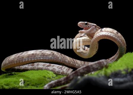 Serpent à griffes en position d'attaque Banque D'Images