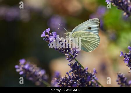 Petit chou blanc Banque D'Images