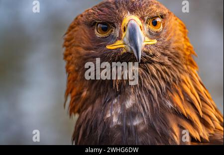 Portrait rapproché d'un aigle doré (Aquila chrysaetos) Banque D'Images