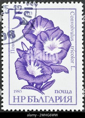 Timbre-poste oblitéré imprimé par la Bulgarie, qui montre Bindweed - Convolvulus tricolor, vers 1985. Banque D'Images