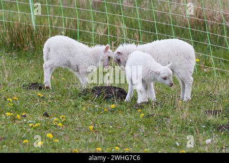 Jeune skudden sur un pré Banque D'Images