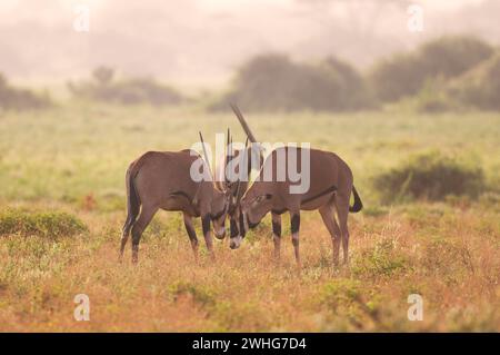 Antilope d'Oryx dans le parc national de Tsavo East, Kenya, Afrique Banque D'Images