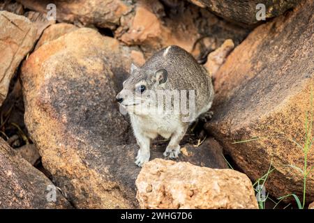 Rock Hyrax - Klippschliefer - dans le parc national de Tsavo East, Kenya, Afrique Banque D'Images