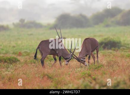 Antilope d'Oryx dans le parc national de Tsavo East, Kenya, Afrique Banque D'Images