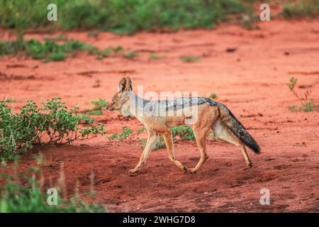 Un Jakal à dos noir (Canis mesomelas) dans le parc national de Tsavo West, Kenya, Afrique Banque D'Images