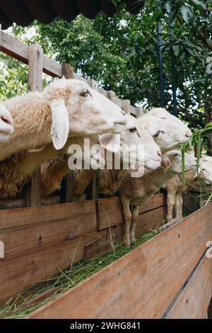 Un groupe de moutons mangeant dans une mangeoire dans une zone de clôture Banque D'Images