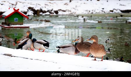 Les canards nagent sur l'étang en hiver. Étang de ville en janvier. Banque D'Images