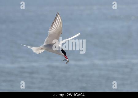 Sterne arctique volante (Sterna paradisaea) avec un poisson dans son bec au-dessus de la mer bleue, l'élégant oiseau migrateur a le plus long rou Banque D'Images