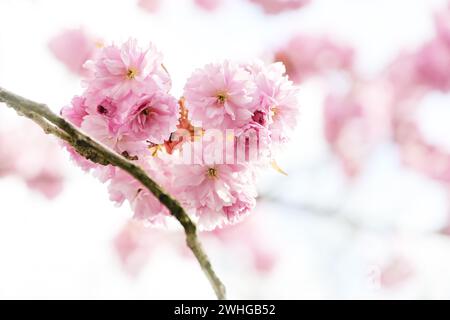 Branche avec des fleurs de cerisier roses sur un bel arbre à fleurs au printemps, espace copie, focus sélectionné Banque D'Images