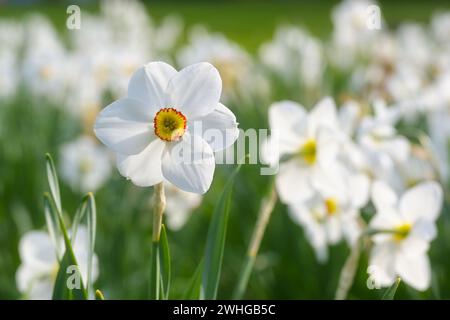 Fleur de poètes jonquille (Narcissus poeticus) avec des pétales blancs et un anneau rouge jaune poussant dans un lit de fleurs en fleurs dans le m Banque D'Images