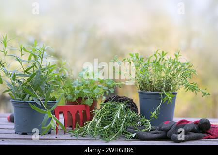 Plantes en pot pour le jardin d'herbes avec râteau et gants sur une table de plantation en bois à l'extérieur dans la cour, jardinage de printemps, copie s. Banque D'Images