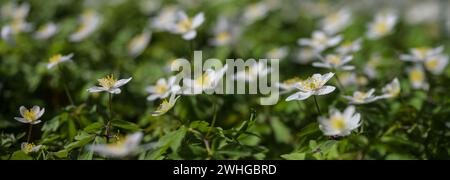 Anémone de bois en fleurs (Anemonoides nemorosa) avec fleurs blanches au début du printemps, format panoramique, espace de copie, foyer sélectionné Banque D'Images