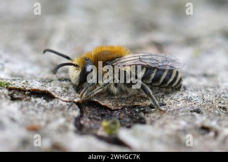 Gros plan naturel sur une abeille solitaire cellulaire mâle pelucheuse, Colletes daviesanus assise sur du bois Banque D'Images