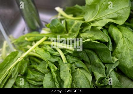 Feuilles d'épinards verts bio fraîchement récoltées et prêtes à être lavées dans l'évier de cuisine, Focus sélectionné Banque D'Images